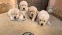 Golden retriever puppies 