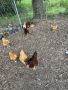 Chicken ready to lay