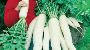 Daikon Radish Seeds for Productive Farming