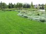 Consistent Coverage with Turf Type Tall Fescue Seed