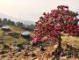 Discover the Magic of Uttarakhand: Book Your Tour Packages