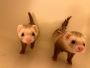 A pair of furry Friends in Need of a Forever Home: