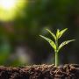 Buffered Coco Coir for Sale Buffered Coco Coir for Sale