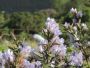 Neelakurinji Blooming Season in Munnar 