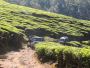 Kerala Tour Packages for Family | Kerala Holidays Pvt. Ltd.