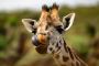3 Days Camping Safari - Serengeti and Ngorongoro Crater 