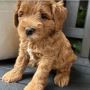 Australian Labradoodle Dogs for Sale