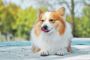Nationwide Healthy and Cute Puppies For Sale - Nationwide Healthy and Cute Puppies For Sale -