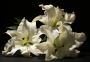 Professional and Caring Funeral Arrangements in Miami