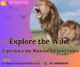 Gir Safari Tour,Gir National Park,cheap gir safari trip,book