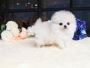 Adorable registered Pomeranians pups for new homes. Adorable registered Pomeranians pups for new homes.