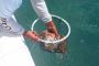 Fish Chum for Fishing