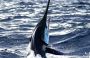 Unlocking Secret Fishing Spots in Key West