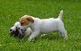 Jack Russell Terrier