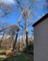 Abel tree services