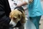 Free Animal Clinic in Miami: Affordable Care for Your Pets