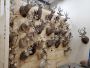 Excellent quality Taxidermy Mounts available for sale Excellent quality Taxidermy Mounts available for sale