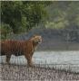 Sundarban Ecotrip