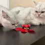 Cat Automatic Toy Cat Automatic Toy