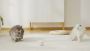 Laser pointer cat toy