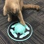 Cat's hunting toy