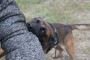 Is Your Dog a Bite Risk? Identify Warning Signs and Act