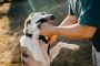 Expert Legal Help for Dog Bite Victims – Contact a Lawyer To