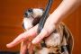 Hire a Trusted Dog Bite Lawyer for Your Injury Case