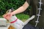 Don't Settle: Call a Dog Bite Attorney Today