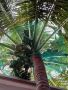 Best Coconut Tree Safety Nets in Bangalore | Call 6362539199