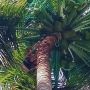 Coconut Tree Safety Net Installation in Bangalore 6362539199