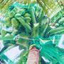 Coconut Safety Net Near Me in Bangalore | Call - 6362539199