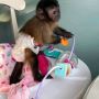 Capuchins Monkey Available For A Good Home Capuchins Monkey Available For A Good Home