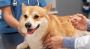 Pet Difficulty in Urine