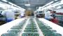 Efficient Production Solutions for Scaling Businesses