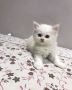 Persian Kitten for sale in Noida