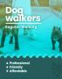 Dog walking services in Noida 