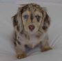 Dachshund Puppies for adoption 