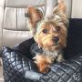 Buy the best dog car seat at Nandog Pet Gear
