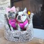 Get new stylish luxury dog beds
