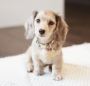 Dachund Puppies For Sale