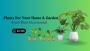 Nurserywale | Buy Plants Online | Buy Nursery Plants 							