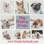 Top-Rated Dog Groomers Oviedo Top-Rated Dog Groomers Oviedo