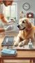 Flea And Tick Treatment Oviedo Flea And Tick Treatment Oviedo
