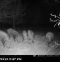 Looking for Cheap Hog Hunts in Texas