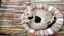 Find the best bed in India for your cat