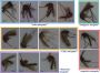 Mosquito Control in Trichy | Pest Control 