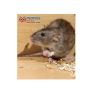 Bed bug Pest Control Service - People’s Pest