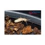 Ant Pest Control Service in Trichy - Peoples Pest