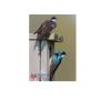 Bird Control in Trichy | peopelspest